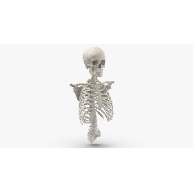 Real Human Rib Cage Spine Female Skull Calvicle Scapula and Arms Bones Anatomy With Disks White 3D model